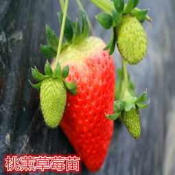 地栽明宝草莓苗厂家 丰台新闻