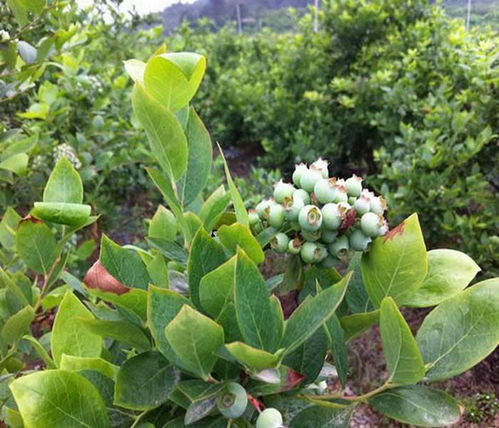 【蓝莓苗培育北陆蓝莓苗保证成活率 今年哪个品种好保成活】- 